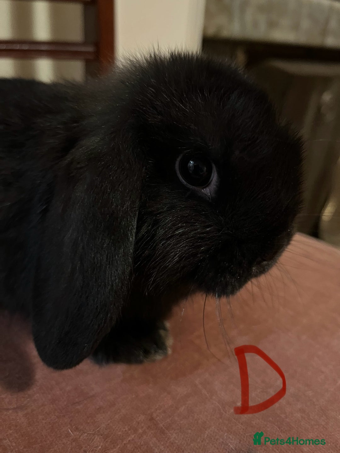 Mini Lop rabbits for sale: Fabulous Super Friendly Mini Lops - Advert 27