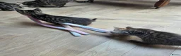 Mixed Breed cats for sale: 🐾 Beautiful Tabby Kittens Ready to Melt You Heart - Advert 21