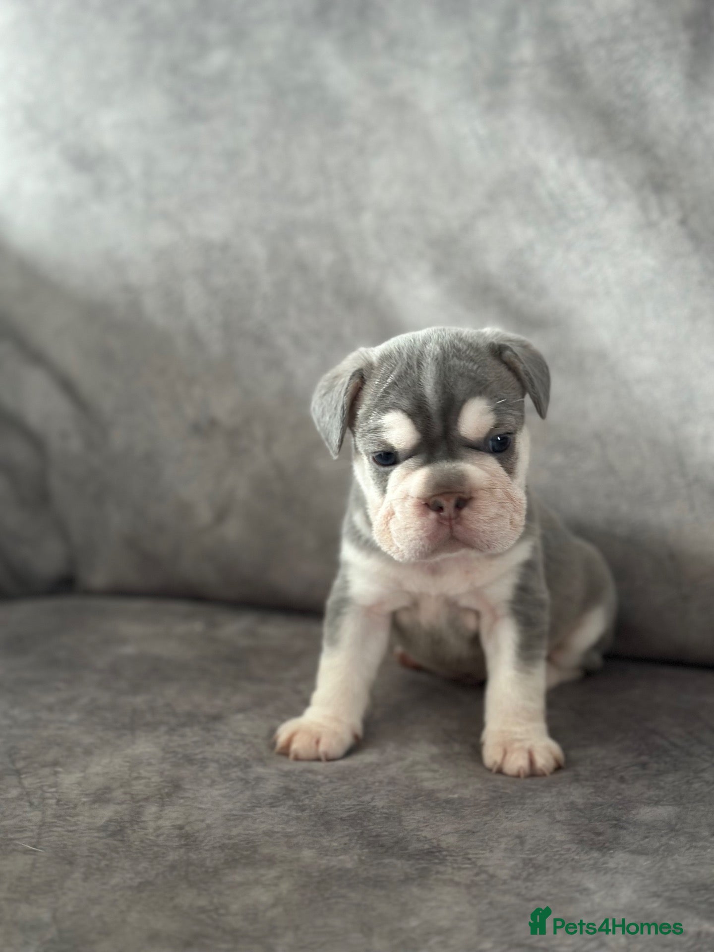 French Bulldog dogs French bull dogs  - Advert 17