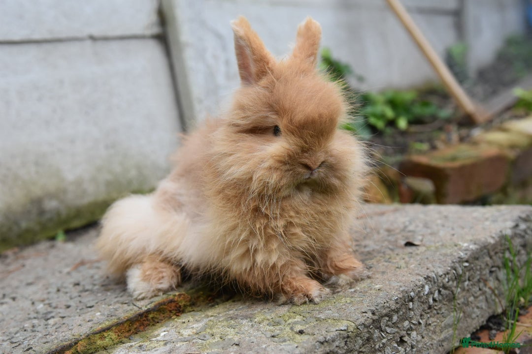 Mixed Breed rabbits for sale: Angora x Lionhead Female Looking For Home  - Image 11