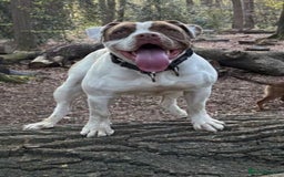 Alapaha Blue Blood Bulldog dogs for sale: Alapaha blue blood bulldog female puppy  - Image 8