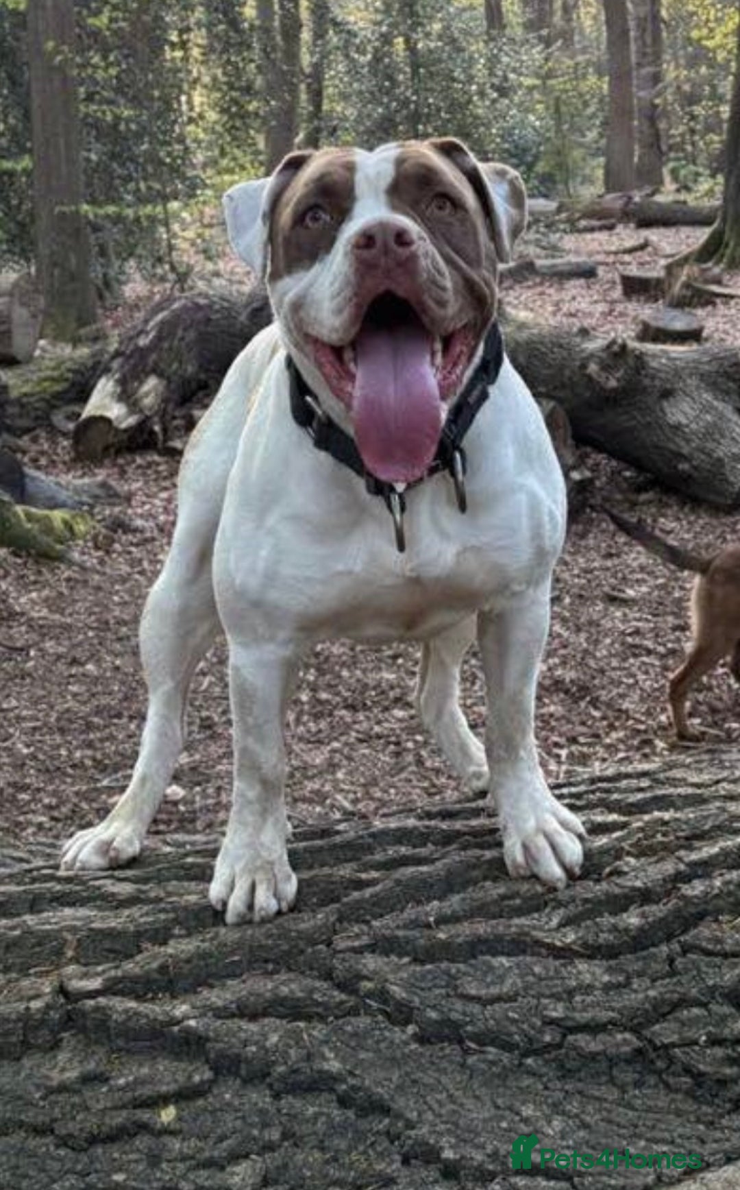Alapaha Blue Blood Bulldog dogs for sale: Alapaha blue blood bulldog female puppy  - Image 8