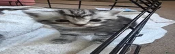British Shorthair cats for sale: Silver Tabby BSH Cross Kittens - Advert 16