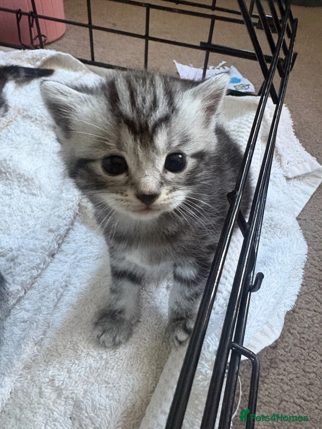 British Shorthair cats for sale: Silver Tabby BSH Cross Kittens - Advert 16