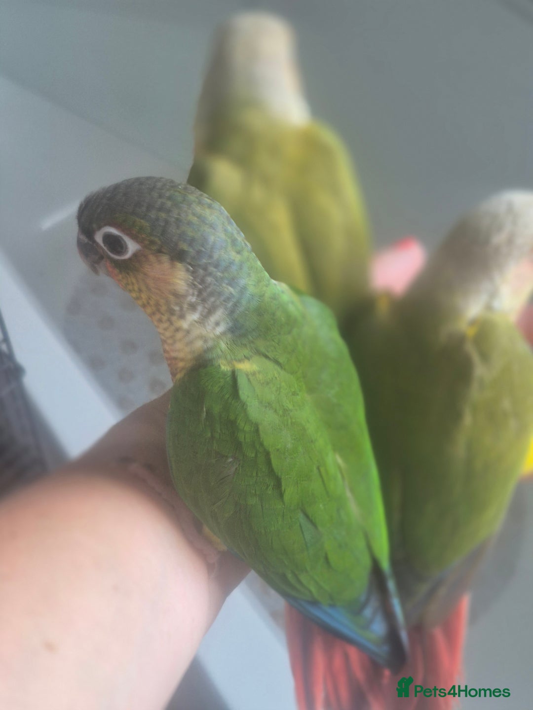 Conures birds for sale: Conures - Image 5