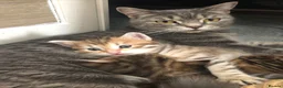 Siberian cats for sale: Stunning kittens for sale! - Advert 3