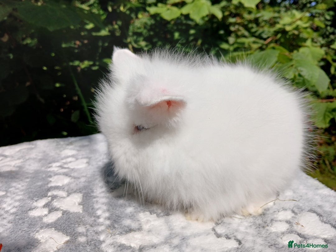 Lionhead rabbits for sale: Stunning DM Lionhead baby rabbits  - Image 11