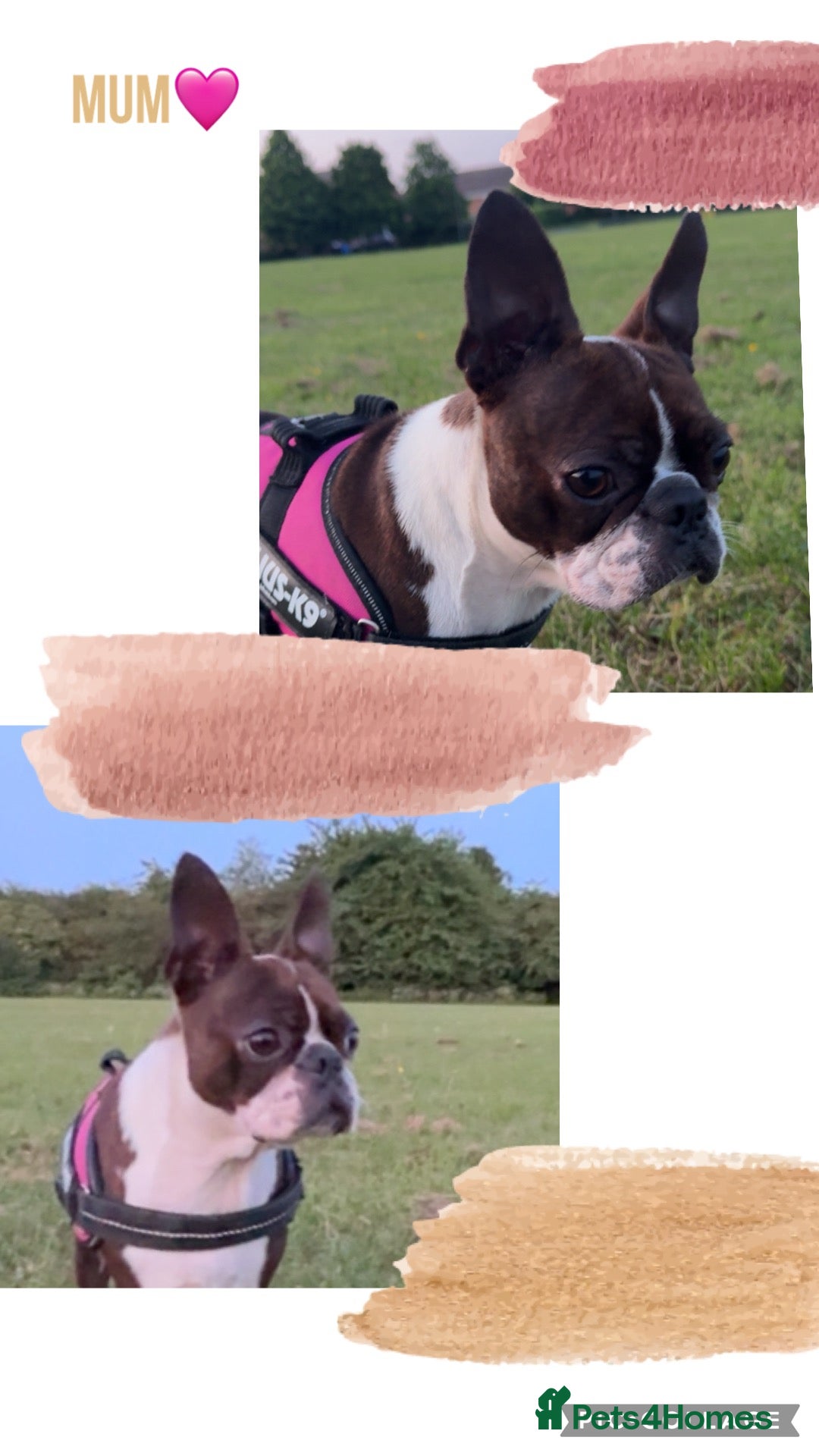 Boston Terrier dogs 7 gorgeous KC registered Boston terrier puppies  - Advert 1