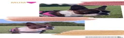 Boston Terrier dogs for sale: 7 gorgeous KC registered Boston terrier puppies  - Advert 1