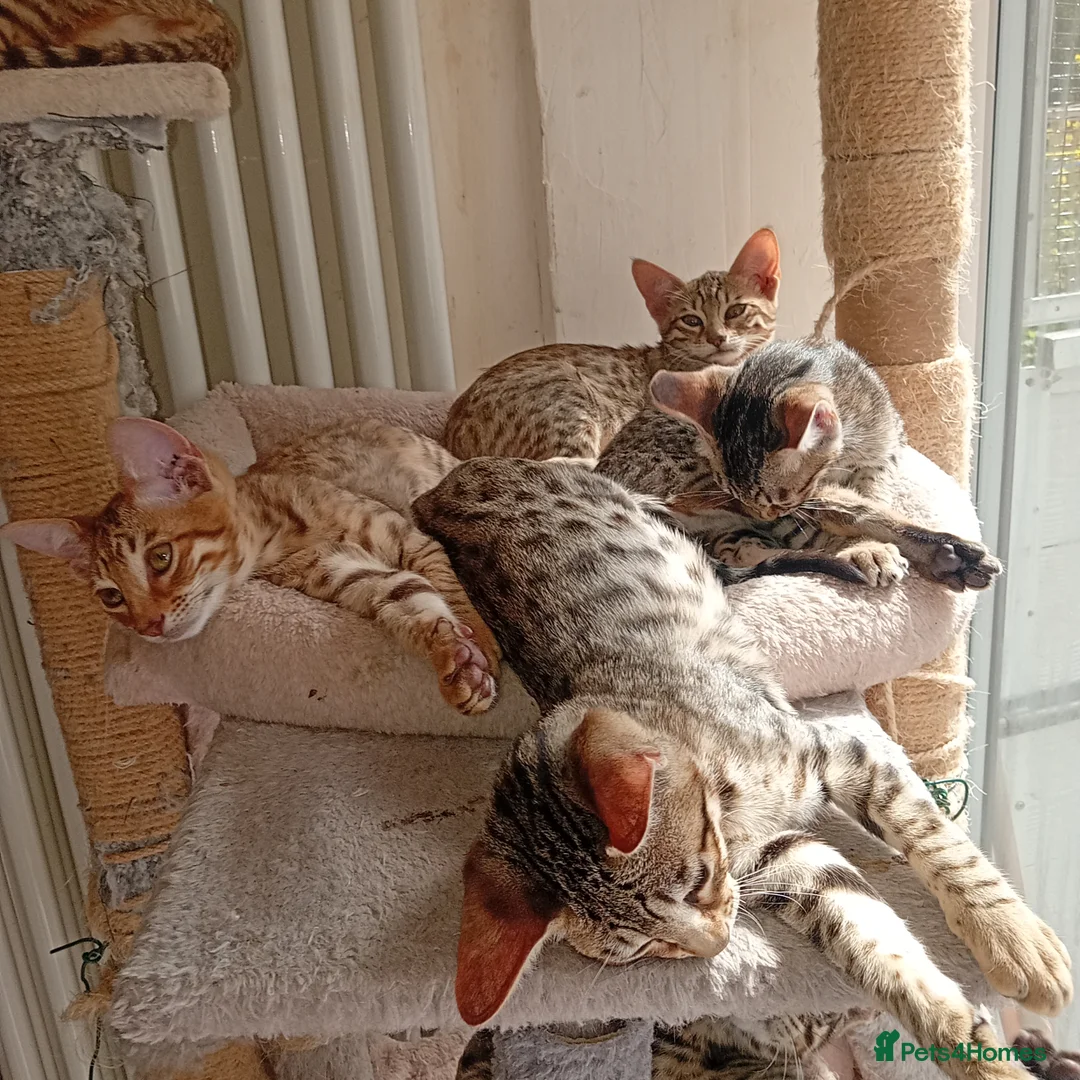 Savannah cats for sale: SAVANNAH KITTENS  READY FOR A NEW LOVING HOME - Advert 8