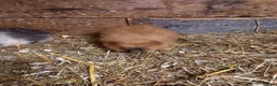 Guinea Pig rodents for sale: Swiss baby guinea-pigs  - Advert 17