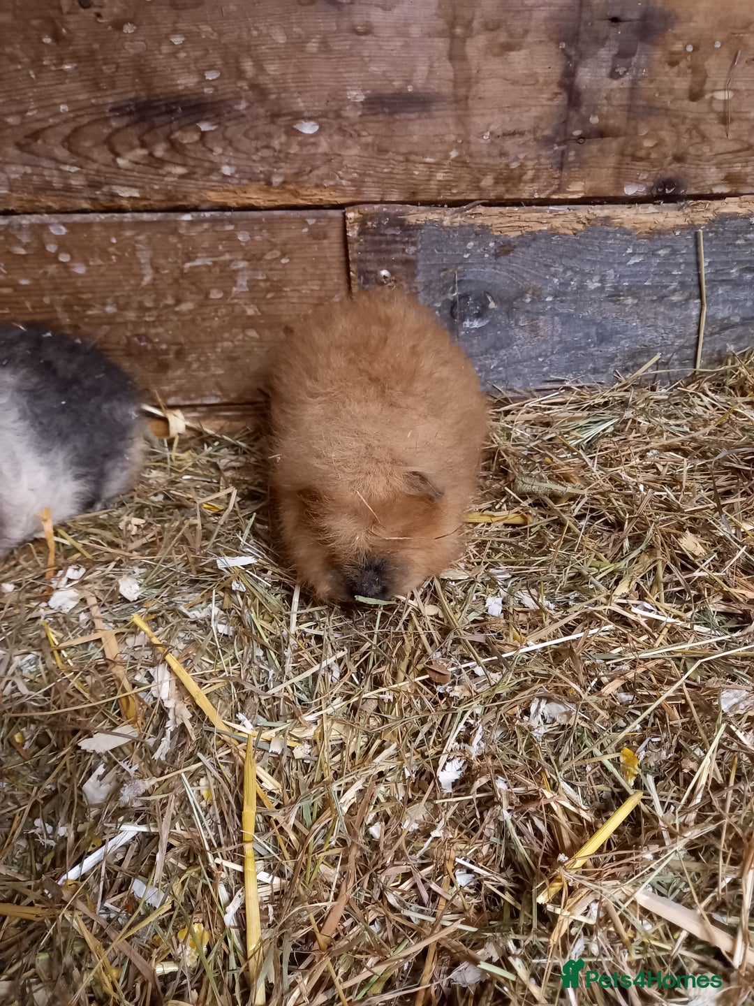 Guinea Pig rodents for sale: Swiss baby guinea-pigs  - Advert 17