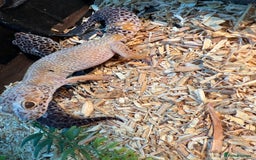 Gecko reptiles for sale: Stunning leopard gecko female pair  - Image 3