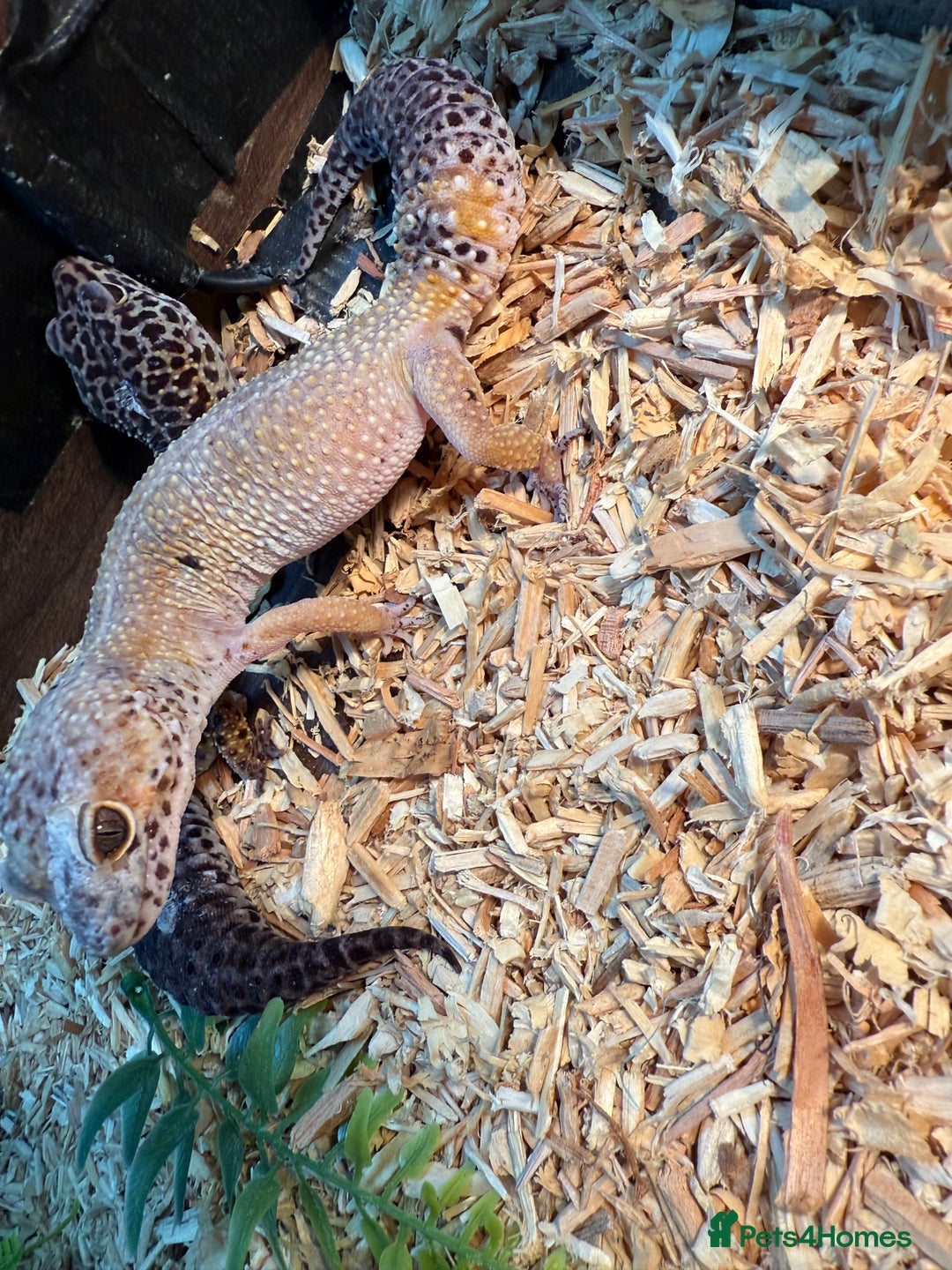 Gecko reptiles for sale: Stunning leopard gecko female pair  - Image 3