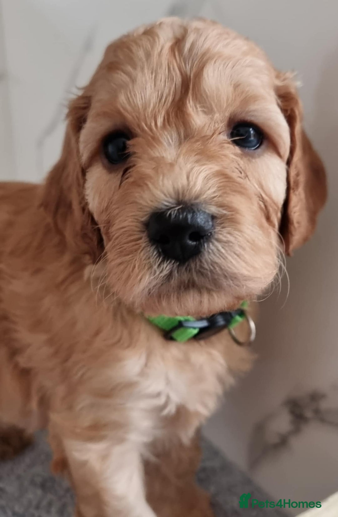 Cockapoo dogs for sale: Cockapoo's - Image 19