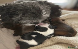 Shih Tzu dogs for sale: ♥️ Adorable Shih Tzu Puppies FoR sALe ♥️ - Image 4