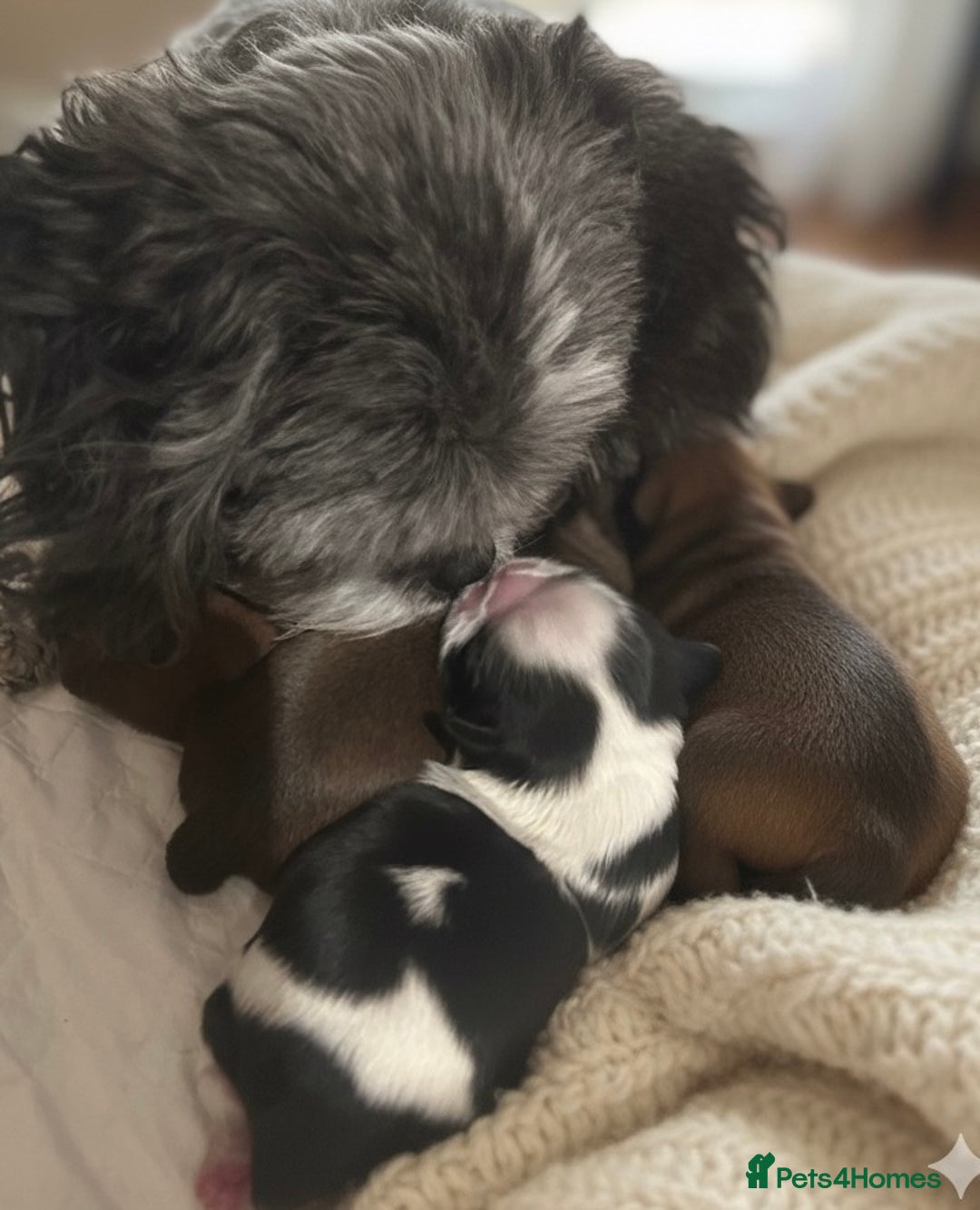 Shih Tzu dogs for sale: ♥️ Adorable Shih Tzu Puppies FoR sALe ♥️ - Image 4