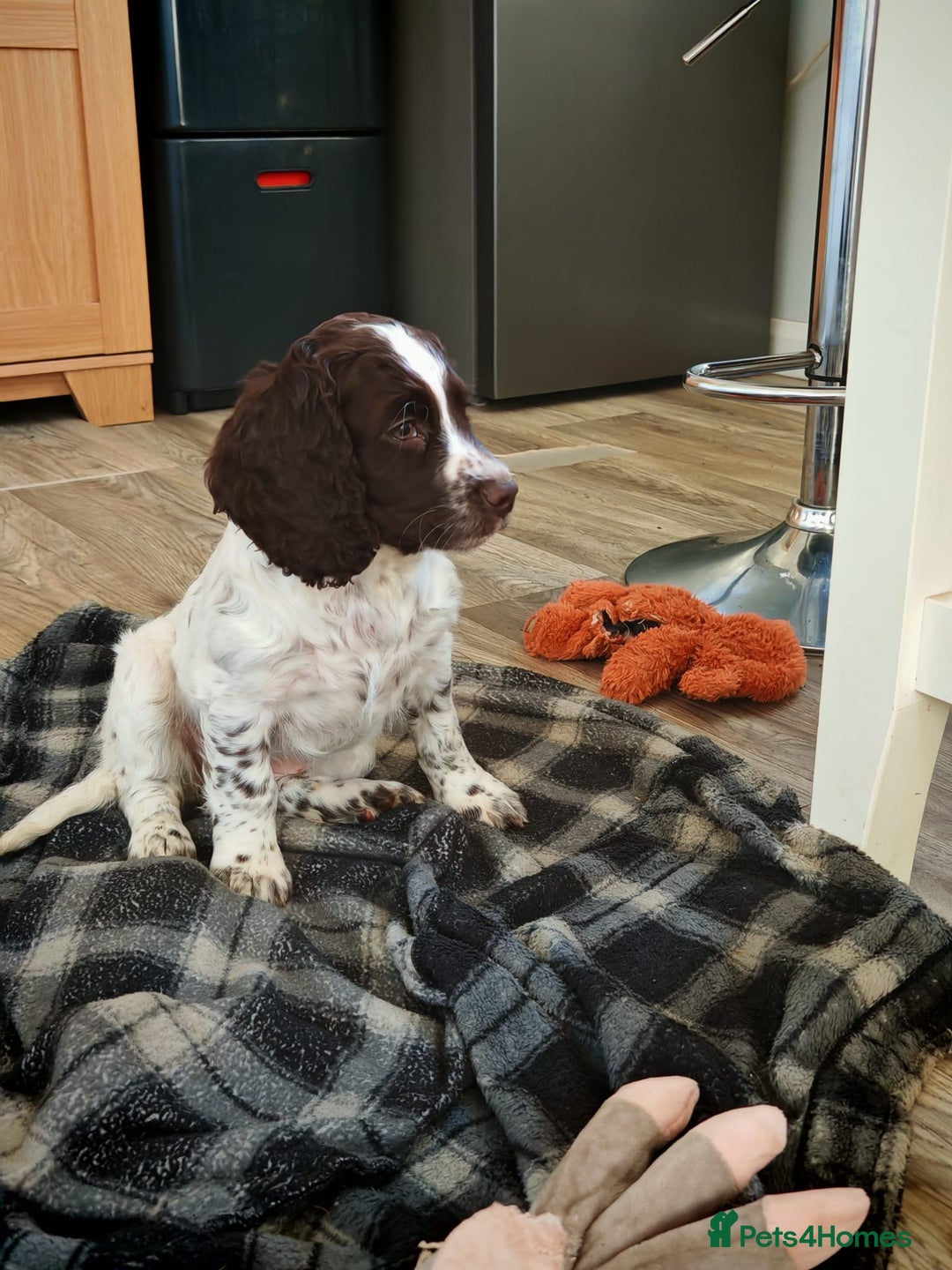 Cocker Spaniel dogs for sale: Cocker spaniel pups - Advert 2