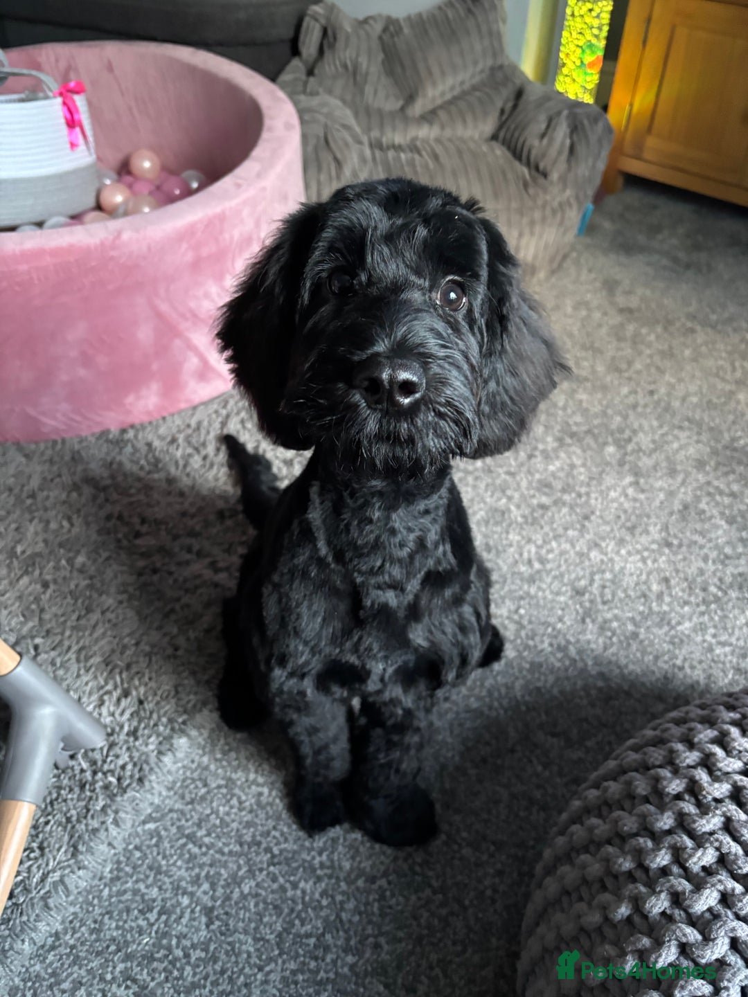 Cockapoo dogs for sale: 6 month old cockapoo - Image 4