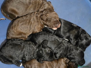 Mixed Breed dogs for sale - Advert 1