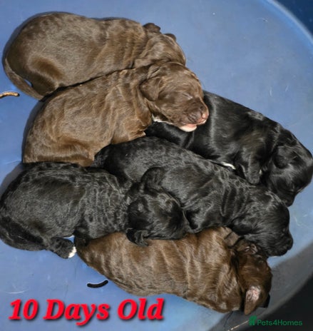 Mixed Breed dogs - Advert 10