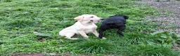 Labrador Retriever dogs for sale: Labrador  - Advert 4