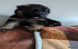 German Shepherd dogs for sale: 2 females German Shepherd Puppies  - Image 1