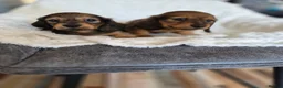 Miniature Dachshund dogs for sale: KC Reg Miniature Long-Haired Dachshund Ready Now!  - Advert 2