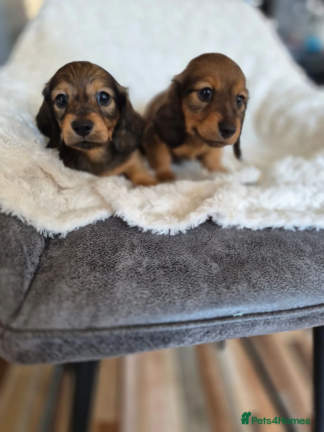 Miniature Dachshund dogs for sale: KC Reg Miniature Long-Haired Dachshund Ready Now!  - Advert 2