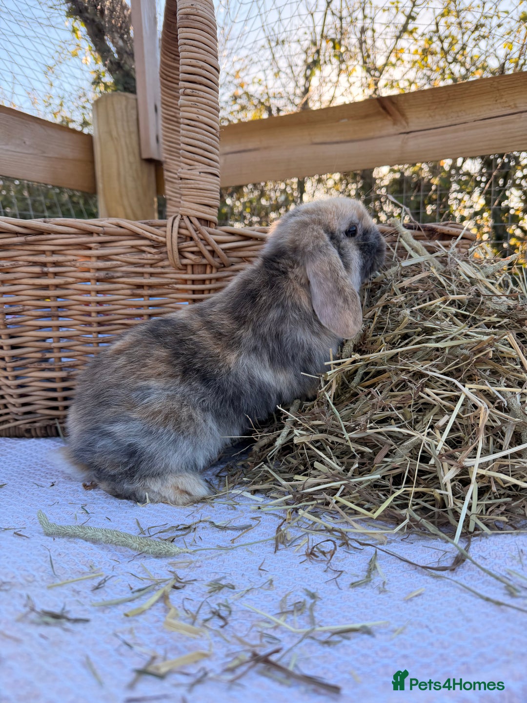 Mini Lop rabbits for sale: Mini Lop bunnies  - Advert 3