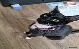 Domestic Shorthair cats for sale: Kittens  - Image 7