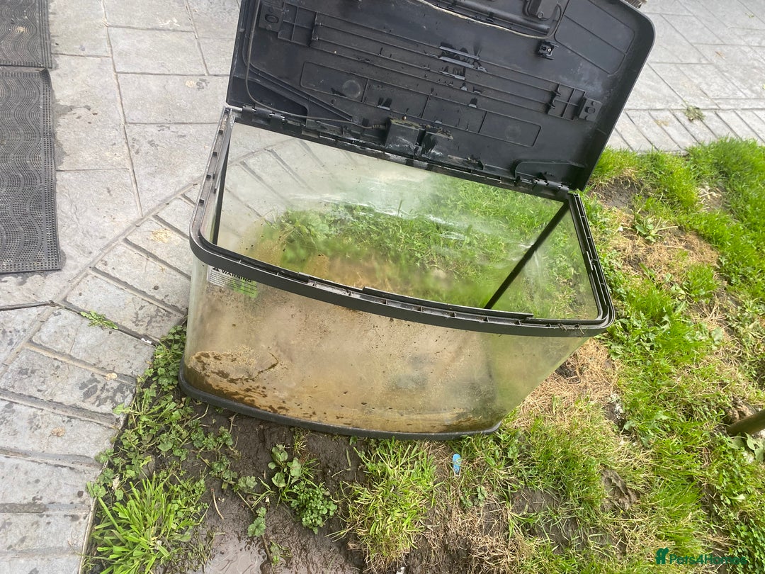 Bettas fish for sale: 2 tanks + fish - Image 5