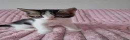 Mixed Breed cats for sale: Cute black white ginger stripe mix kittens - Advert 15