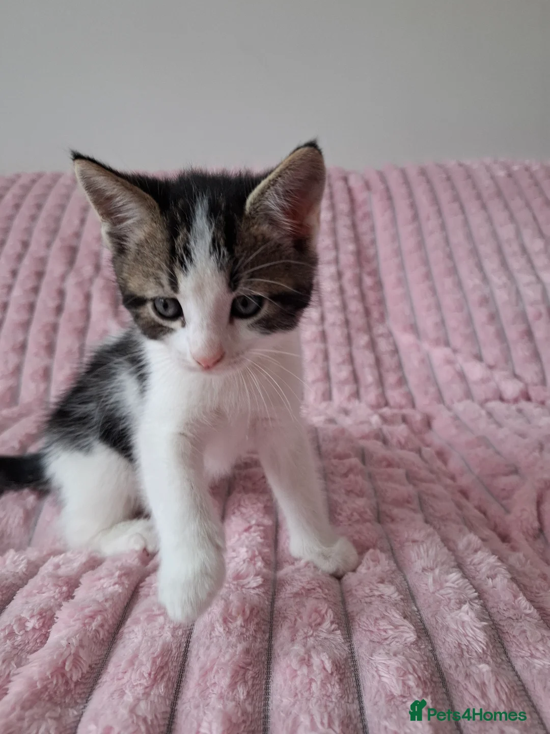 Mixed Breed cats for sale: Cute black white ginger stripe mix kittens - Advert 15