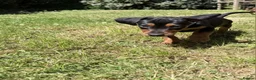 Jackshund dogs for sale: Beautiful Mini Daschund x Jack Russel puppies  in Moreton-in-Marsh - Advert 5