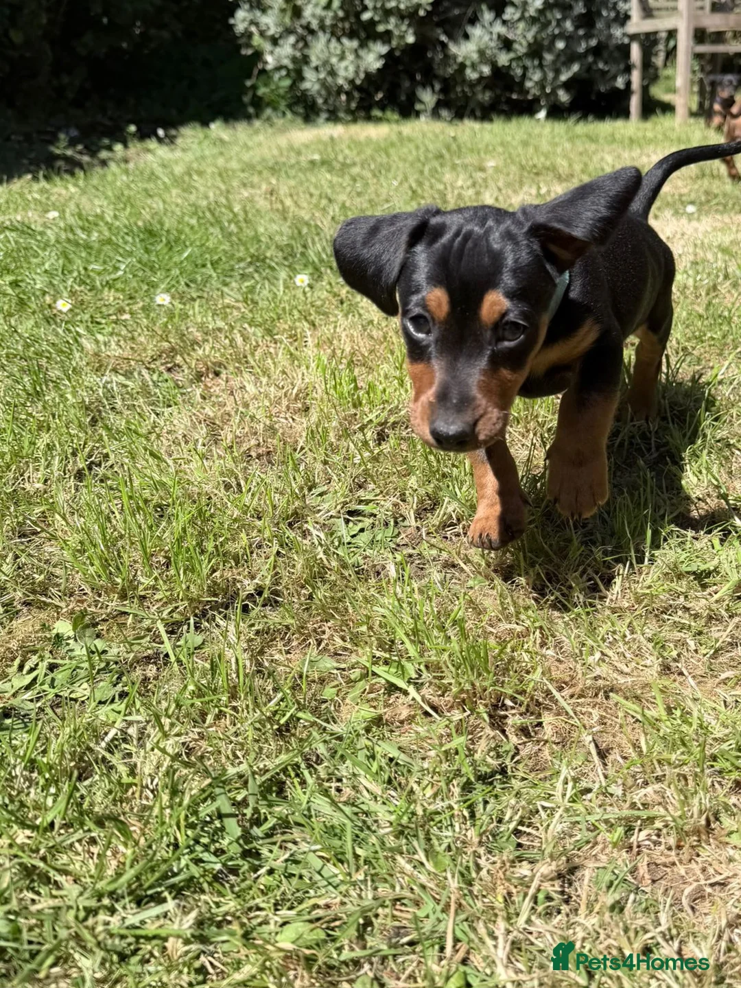 Jackshund dogs for sale: Beautiful Mini Daschund x Jack Russel puppies  in Moreton-in-Marsh - Advert 5