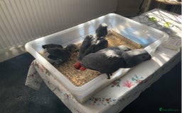 Parrots birds for sale: Tamed African Grey Parrots Available For Sale - Image 7