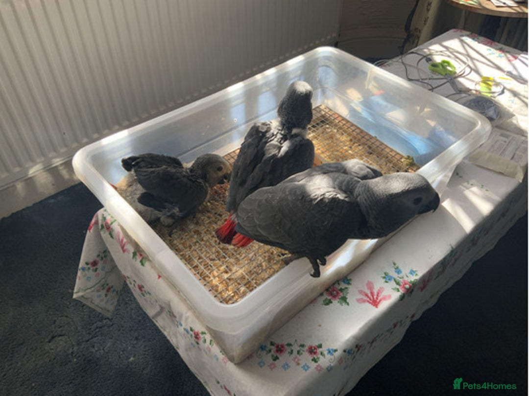 Parrots birds for sale: Tamed African Grey Parrots Available For Sale - Image 7