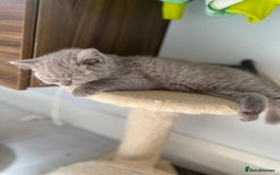 British Shorthair cats for sale: LAST 2 FEMALE kittens British shorthair kittens  in Maidstone - Image 19
