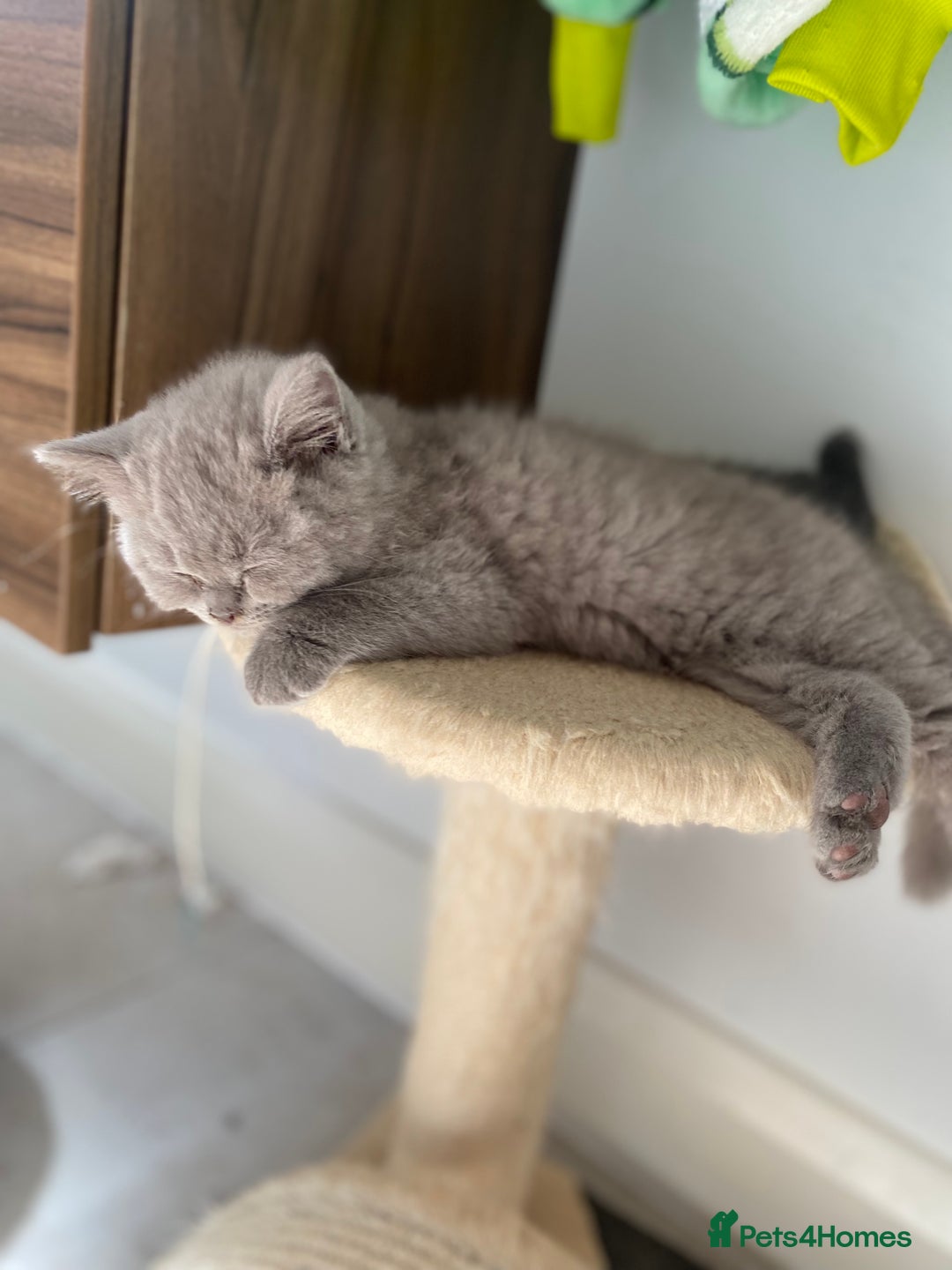 British Shorthair cats for sale: LAST 2 FEMALE kittens British shorthair kittens  in Maidstone - Image 19