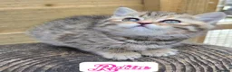 British Longhair cats for sale: 💖 Champion Line, British SH/LH Cuties 💖 - Advert 4