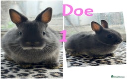 Netherland Dwarf rabbits for sale: Pure breed Netherlands male and female  - Image 1