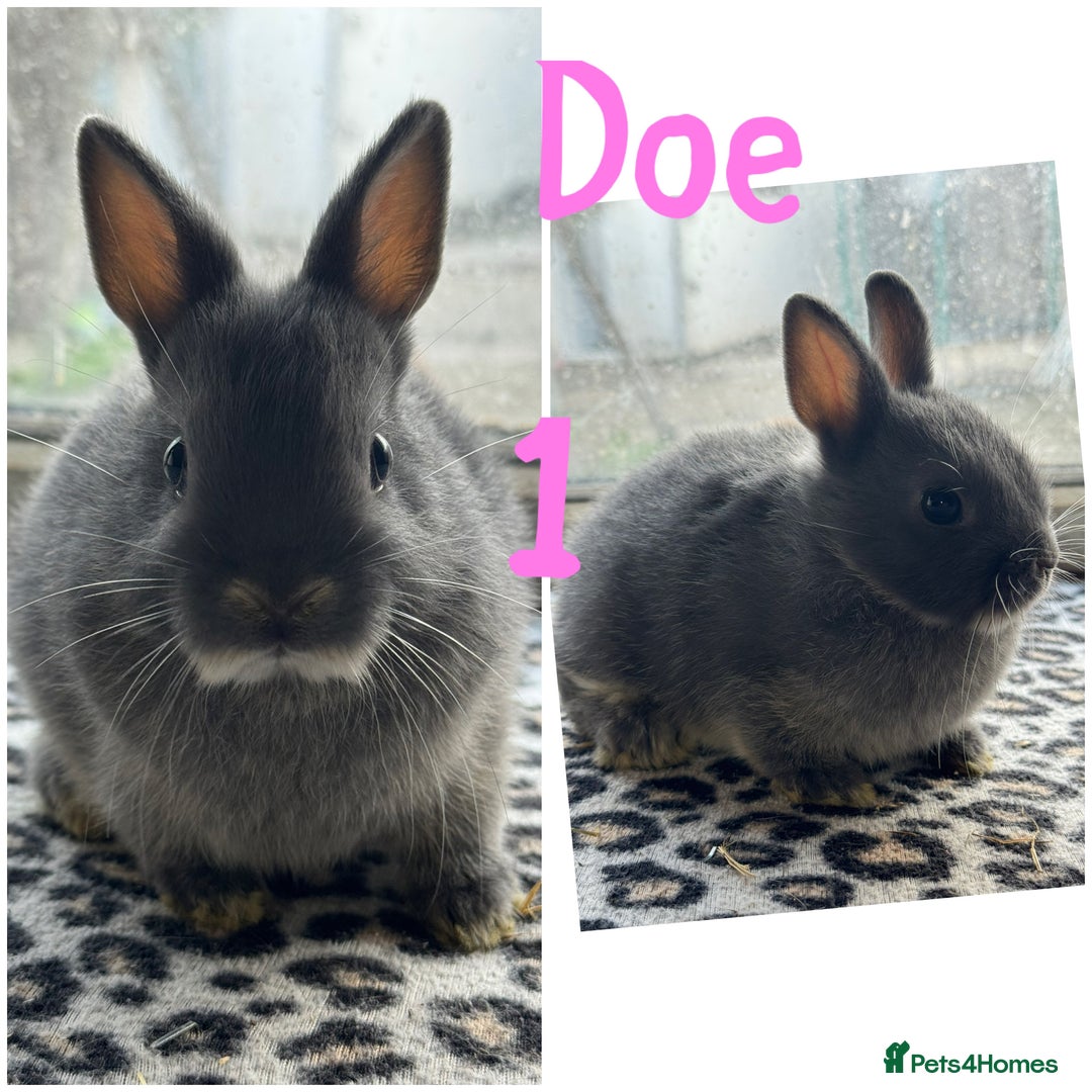Netherland Dwarf rabbits for sale: Pure breed Netherlands male and female  - Image 1