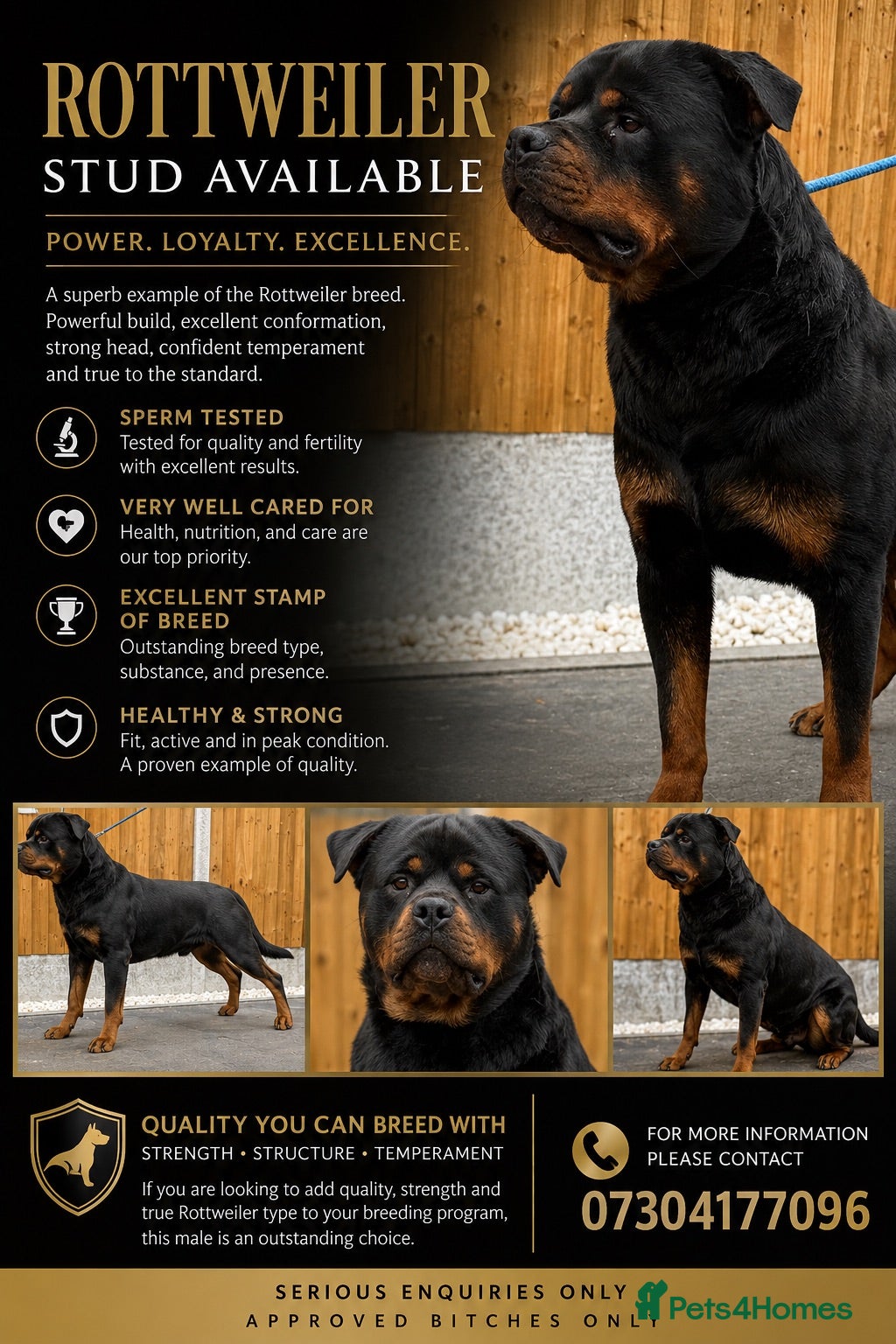 Rottweiler dogs 🇩🇪BEAR🇩🇪 - Advert 1