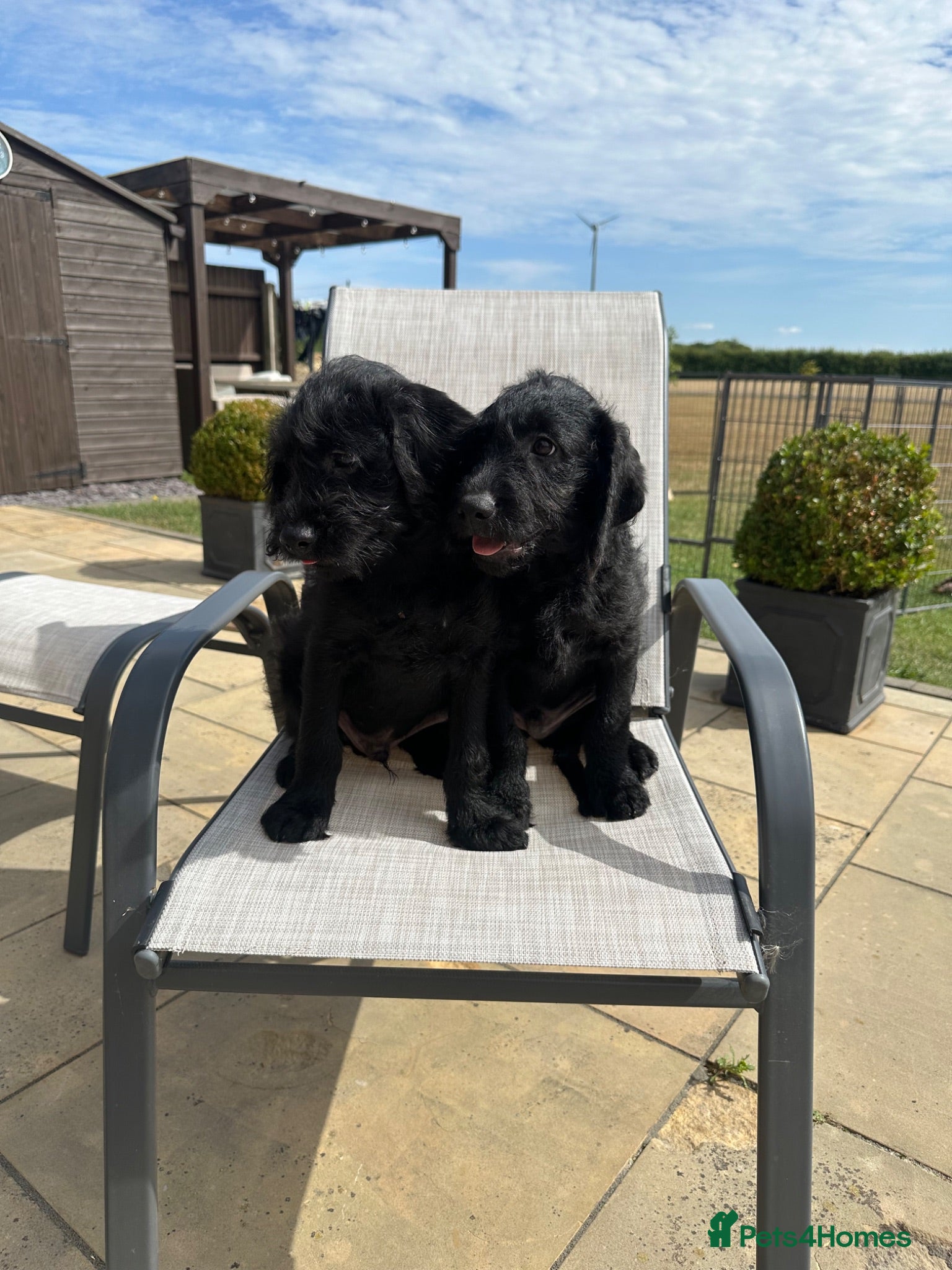Labradoodle dogs Extensively Health Tested F1 Miniature Labradoodle - Advert 2