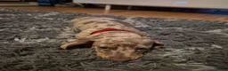 Miniature Dachshund dogs for sale: Miniature Dachshund puppies - Advert 5