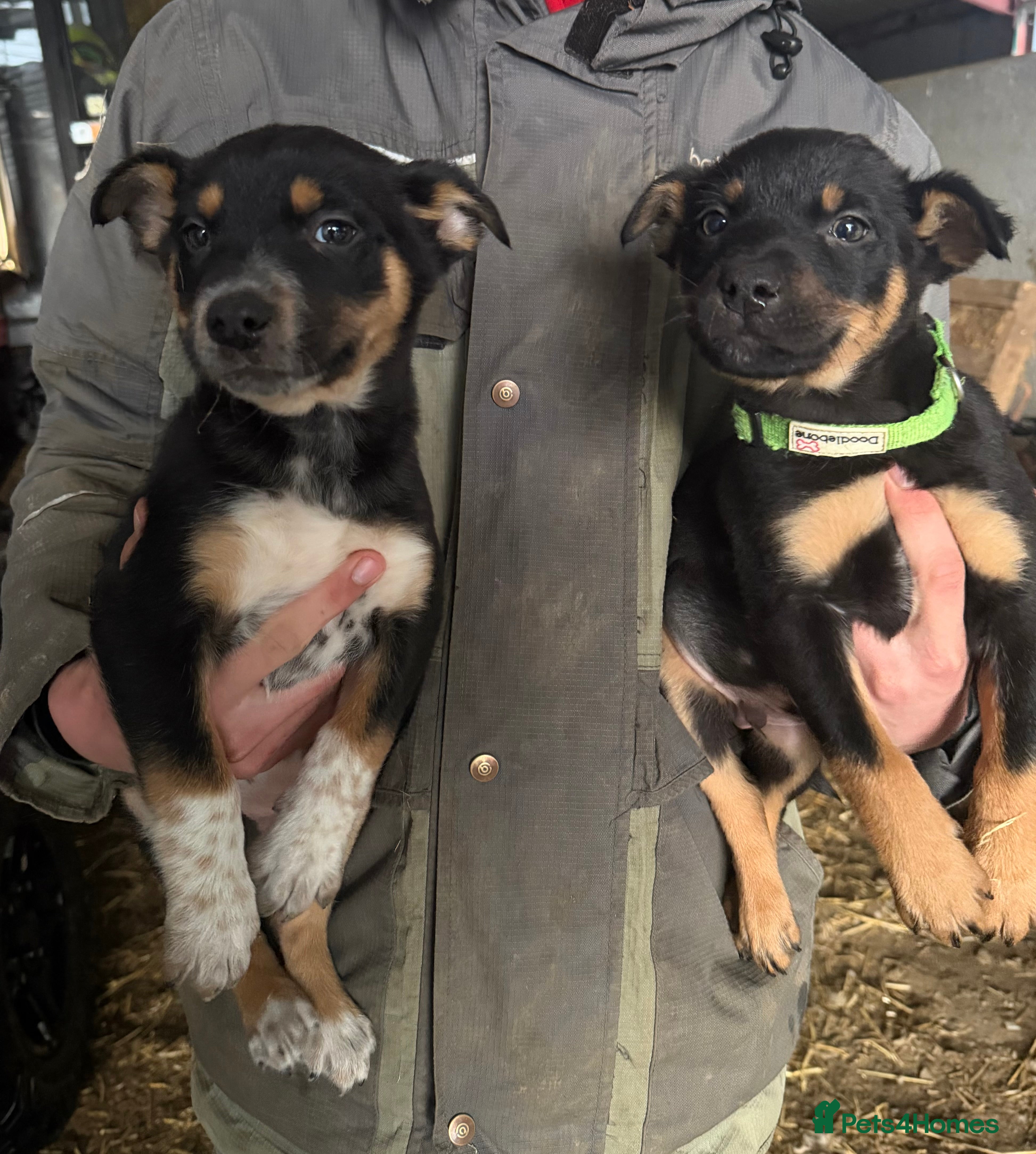 Mixed Breed dogs kelpie/blue heelers - Advert 16