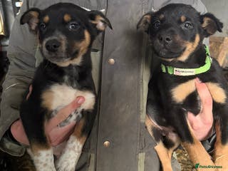 Mixed Breed dogs kelpie/blue heelers - Advert 1
