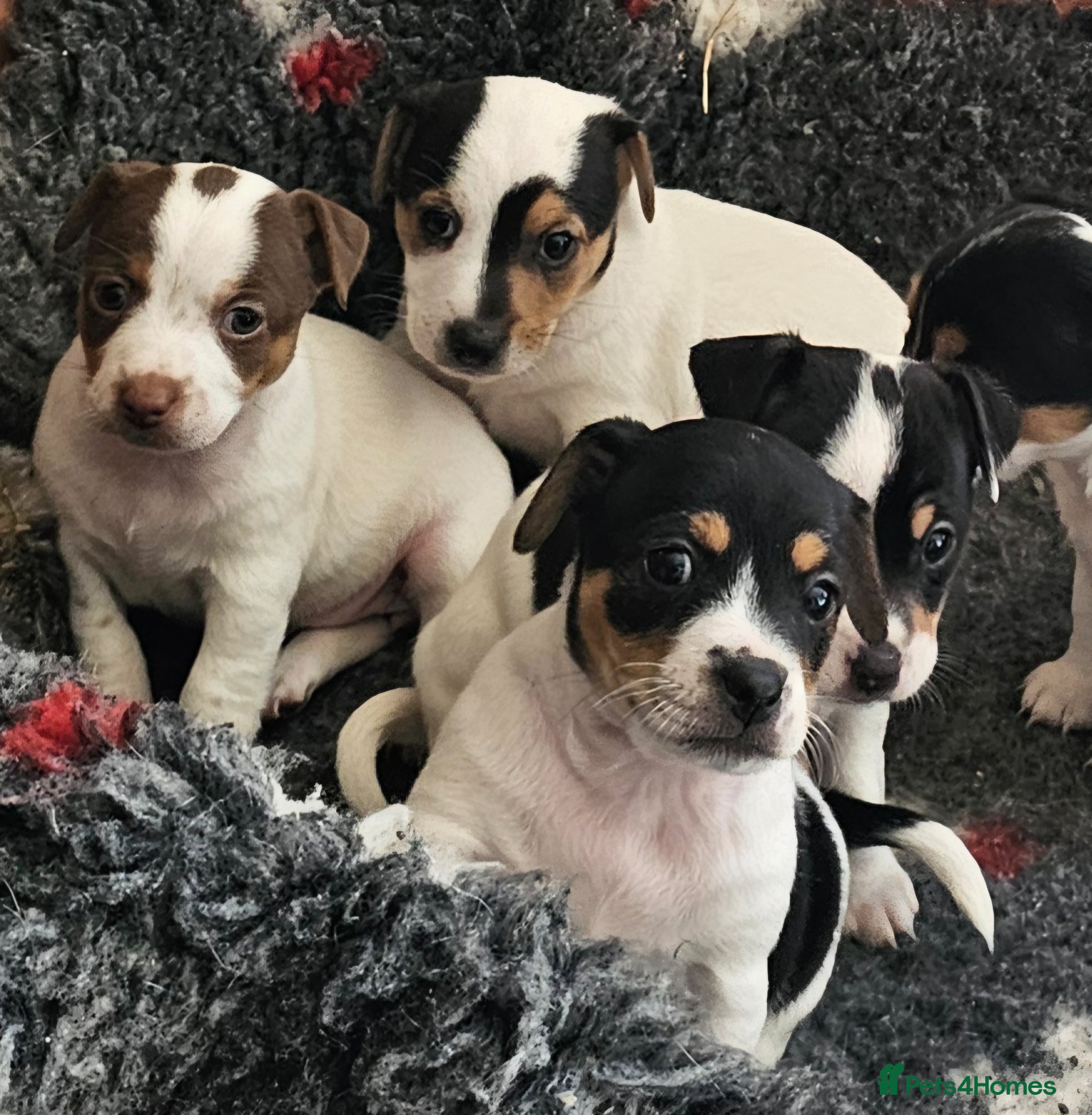 Jack Russell dogs Beautiful Jack Russell puppies - Advert 12