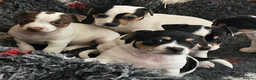Jack Russell dogs for sale: Beautiful Jack Russell puppies - Advert 1